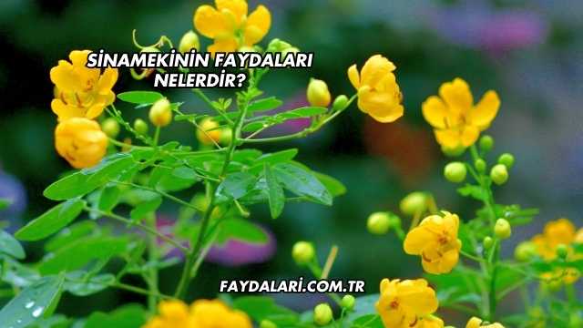 Sinamekinin Faydaları Nelerdir?