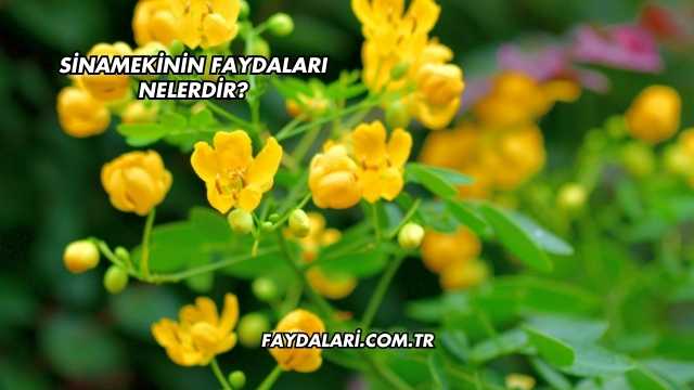 Sinamekinin Faydaları Nelerdir?