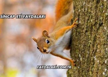 Sincap Eti Faydaları