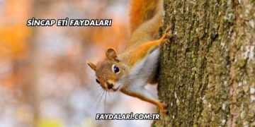 Sincap Eti Faydaları