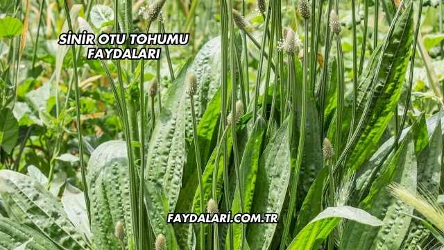 Sinir Otu Tohumu Faydaları