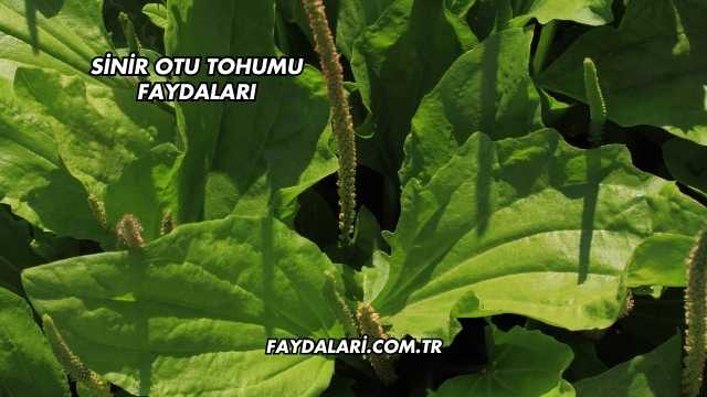Sinir Otu Tohumu Faydaları