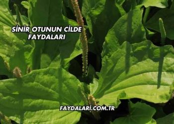 Sinir Otunun Cilde Faydaları