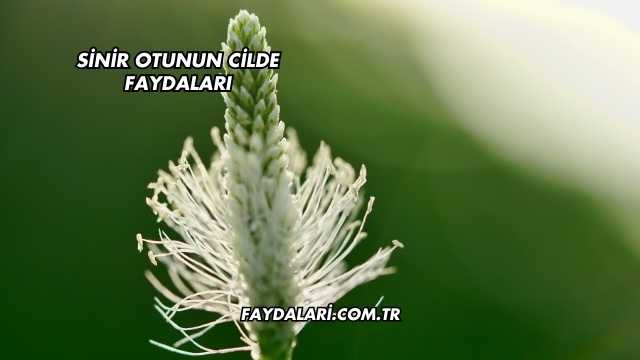 Sinir Otunun Cilde Faydaları