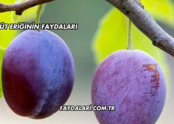 Süt Eriğinin Faydaları