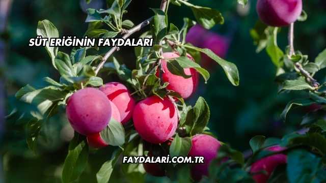 Süt Eriğinin Faydaları