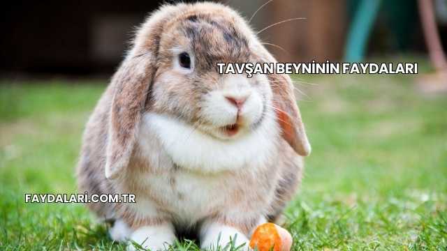 Tavşan Beyninin Faydaları