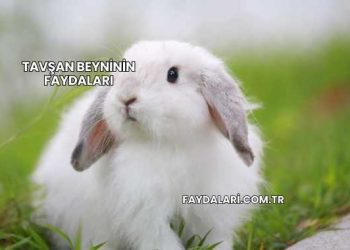 Tavşan Beyninin Faydaları