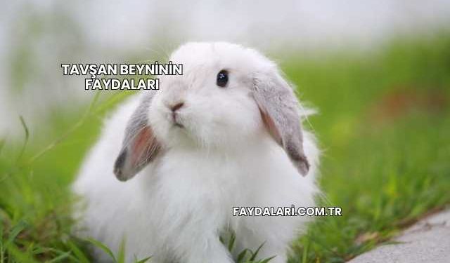Tavşan Beyninin Faydaları