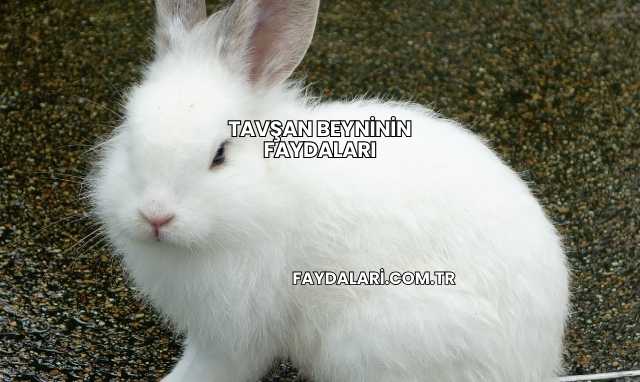 Tavşan Beyninin Faydaları
