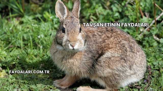 Tavşan Etinin Faydaları