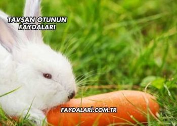 Tavşan Otunun Faydaları