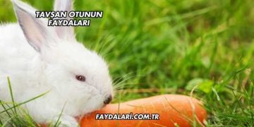 Tavşan Otunun Faydaları