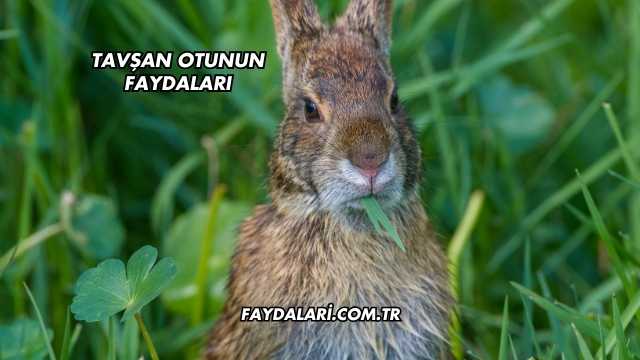 Tavşan Otunun Faydaları