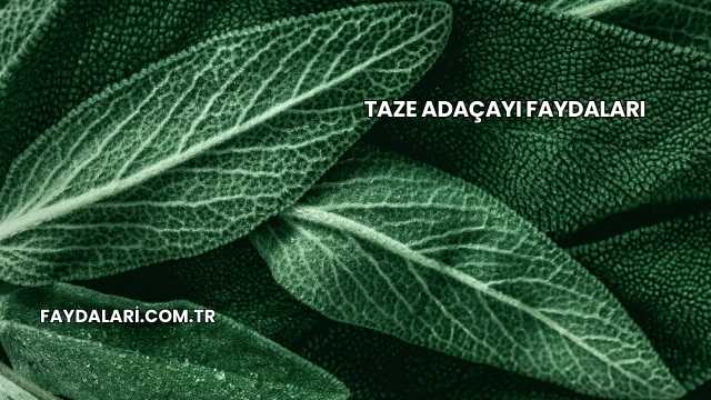 Taze Adaçayı Faydaları