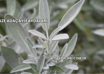 Taze Adaçayı Faydaları