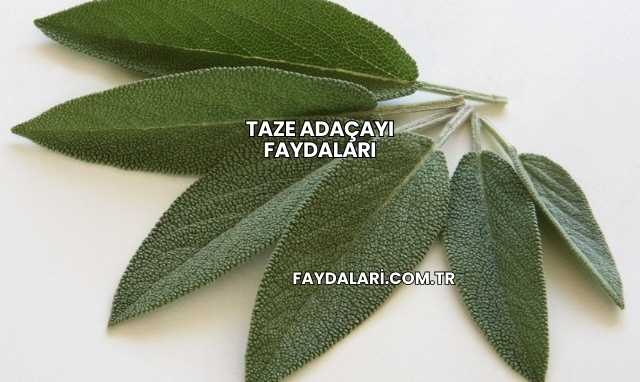 Taze Adaçayı Faydaları