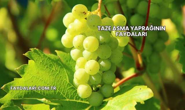 Taze Asma Yaprağının Faydaları