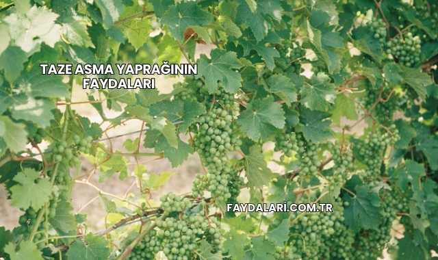 Taze Asma Yaprağının Faydaları