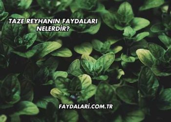 Taze Reyhanın Faydaları Nelerdir?