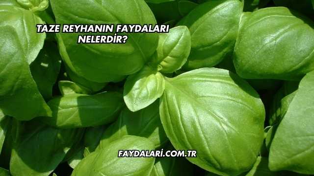 Taze Reyhanın Faydaları Nelerdir?
