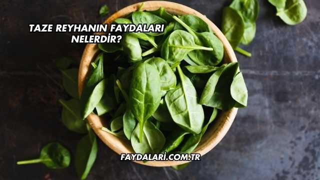 Taze Reyhanın Faydaları Nelerdir?