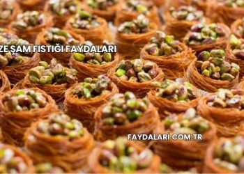 Taze Şam Fıstığı Faydaları