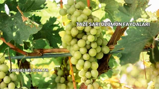 Taze Sarı Üzümün Faydaları