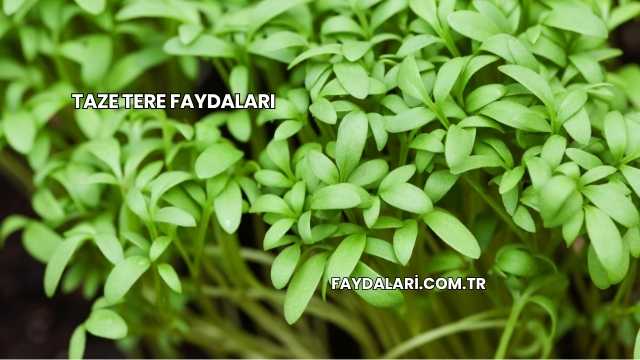Taze Tere Faydaları