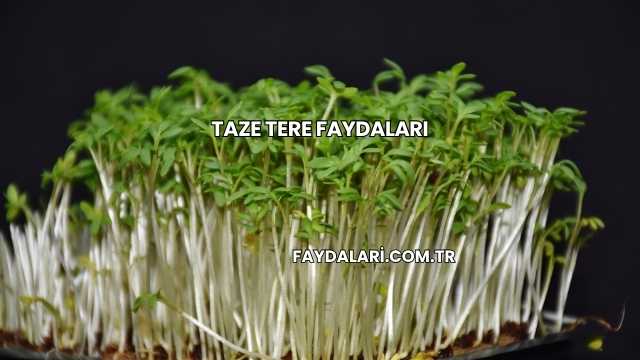 Taze Tere Faydaları