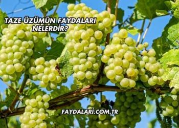 Taze Üzümün Faydaları Nelerdir?