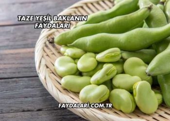 Taze Yeşil Baklanın Faydaları