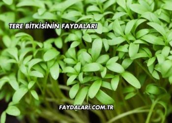 Tere Bitkisinin Faydaları
