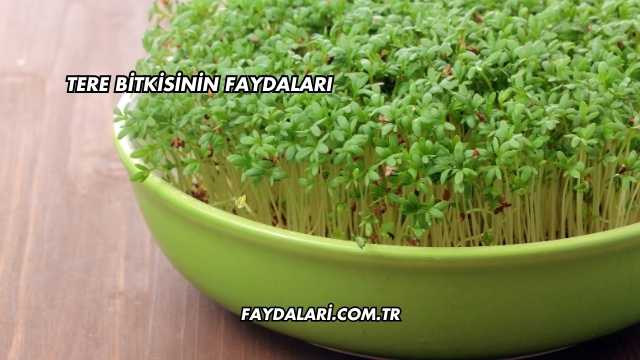 Tere Bitkisinin Faydaları
