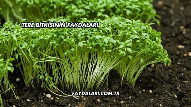 Tere Bitkisinin Faydaları
