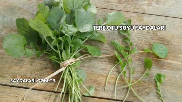 Tere Otu Suyu Faydaları