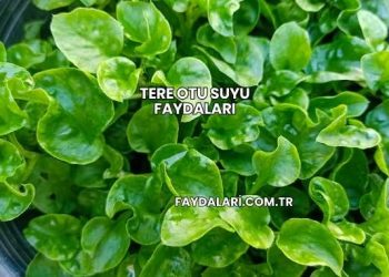 Tere Otu Suyu Faydaları