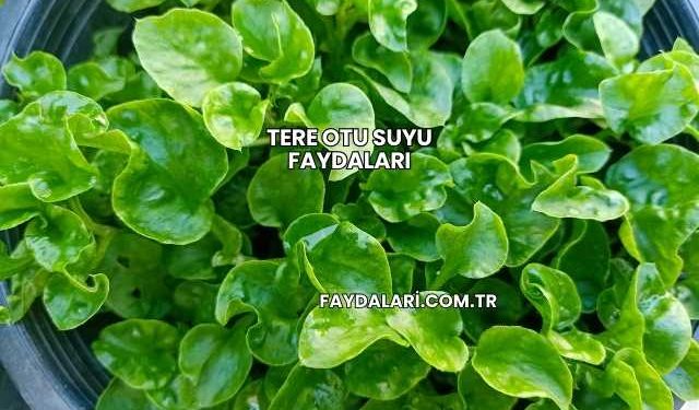 Tere Otu Suyu Faydaları