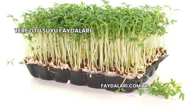Tere Otu Suyu Faydaları