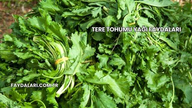 Tere Tohumu Yağı Faydaları