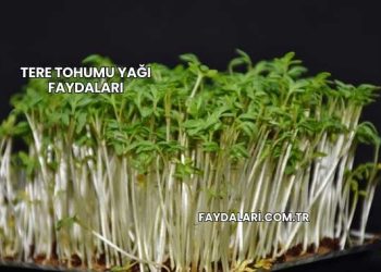 Tere Tohumu Yağı Faydaları