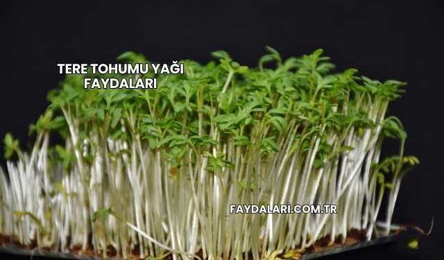 Tere Tohumu Yağı Faydaları