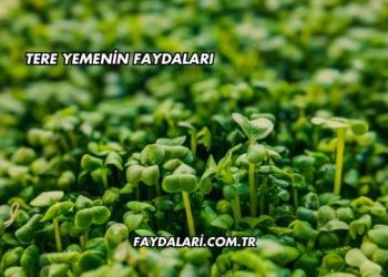 Tere Yemenin Faydaları