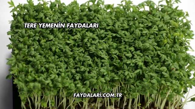 Tere Yemenin Faydaları