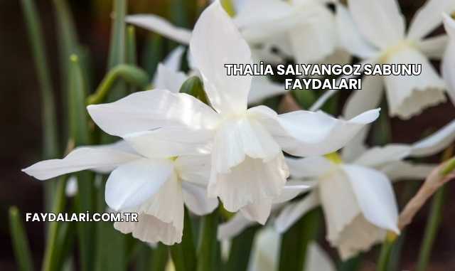 Thalia Salyangoz Sabunu Faydaları