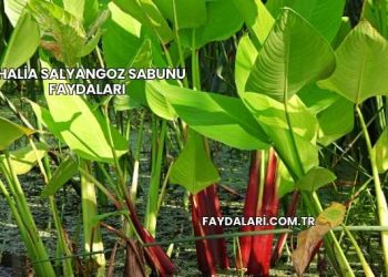 Thalia Salyangoz Sabunu Faydaları