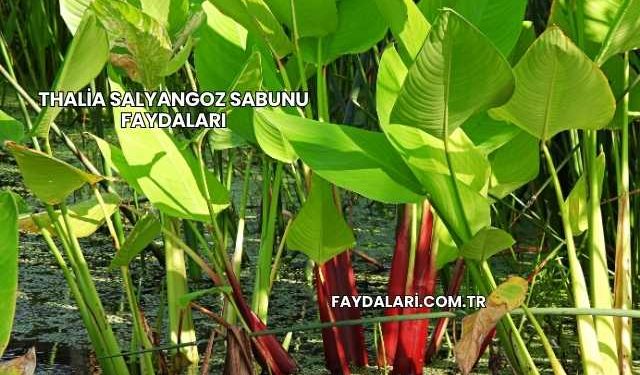 Thalia Salyangoz Sabunu Faydaları