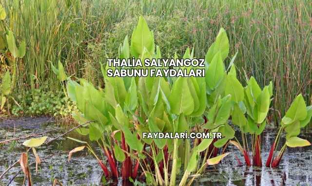 Thalia Salyangoz Sabunu Faydaları