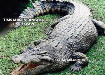 Timsahın İnsanlara Faydaları