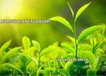 Tomurcuk Çay Faydaları